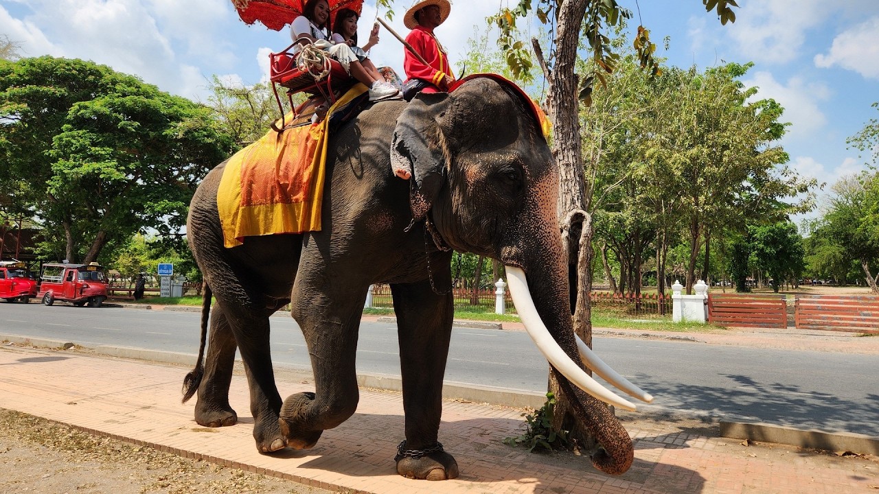 Thailand 2025, Ayutthaya, Elephants, no comments