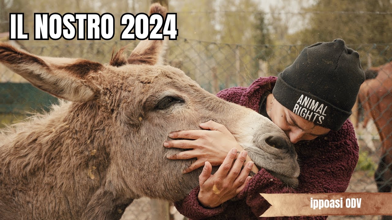 Ippoasi: il nostro 2024
