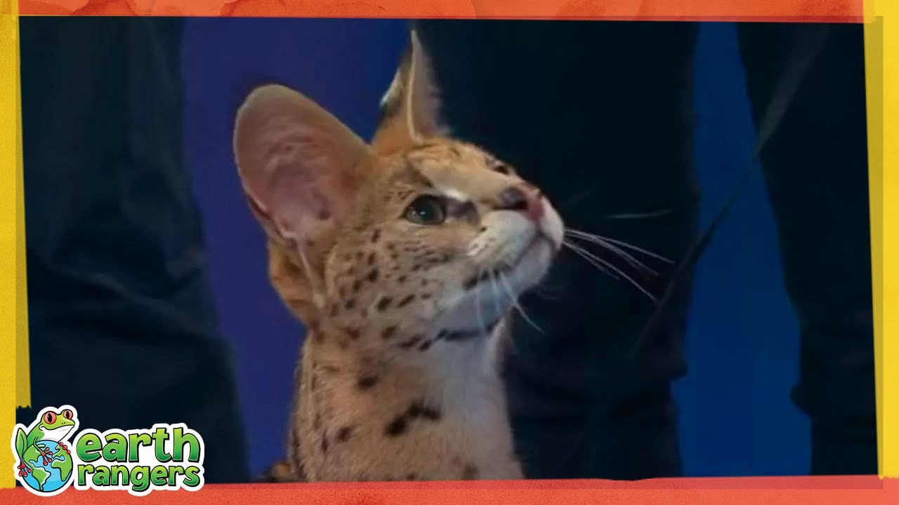 Meet Sammy, the Jumping Serval Cat! | Earth Rangers