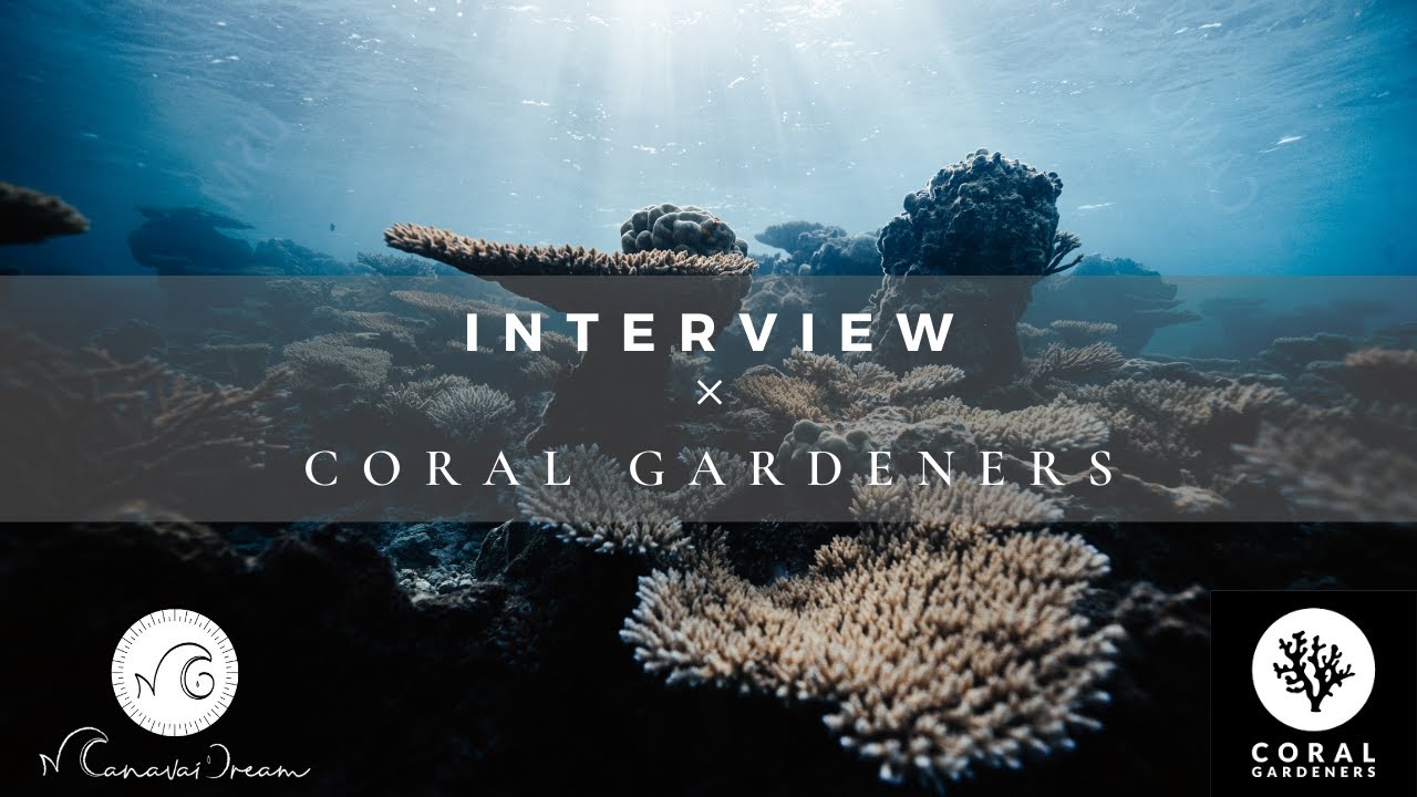 4 ☀ Coral Gardeners : les protecteurs du récif