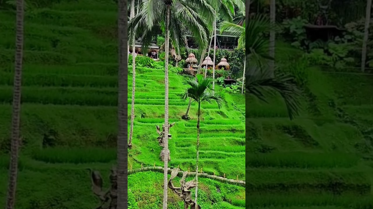 Rice terrace Bali #bali #indonesia #swing #riceterrace #nature