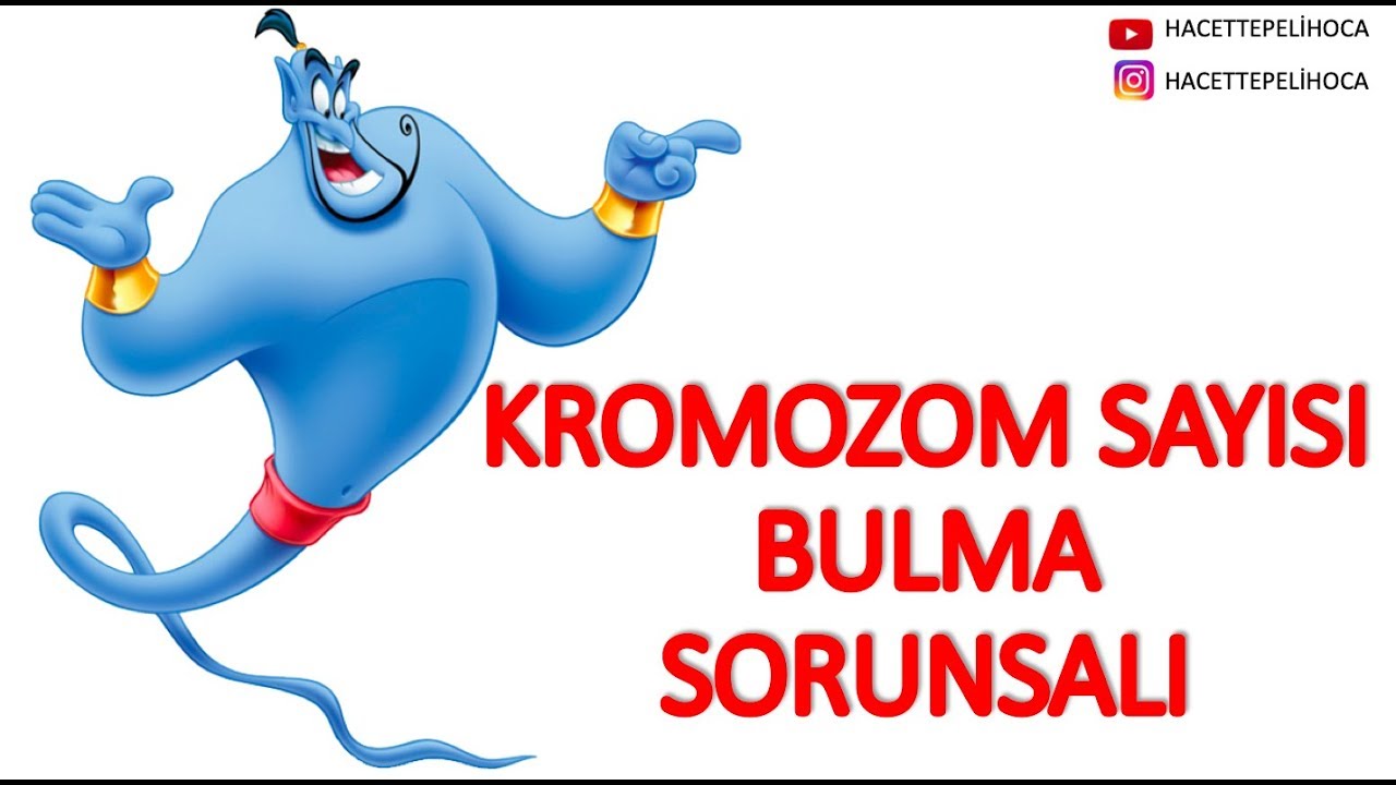 MAYOZ/MİTOZDAKİ BİR HÜCRENİN KROMOZOM SAYISI NASIL HESAPLANIR? #hacettepelihoca