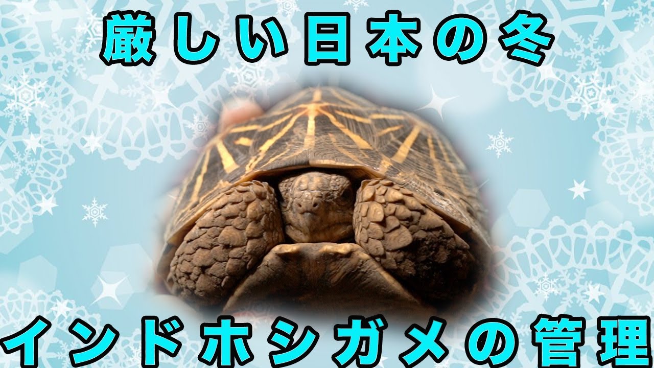 【リクガメ】厳しい日本の冬インドホシガメ管理・注意点
