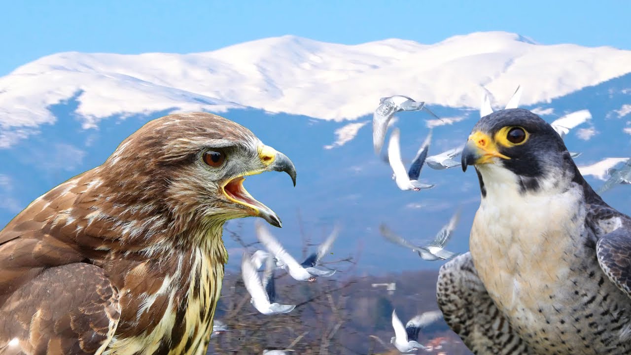 The Buzzard Chases the Falcon to Take the Pigeon - Racing Pigeons VS. Raptors (Ep.6)