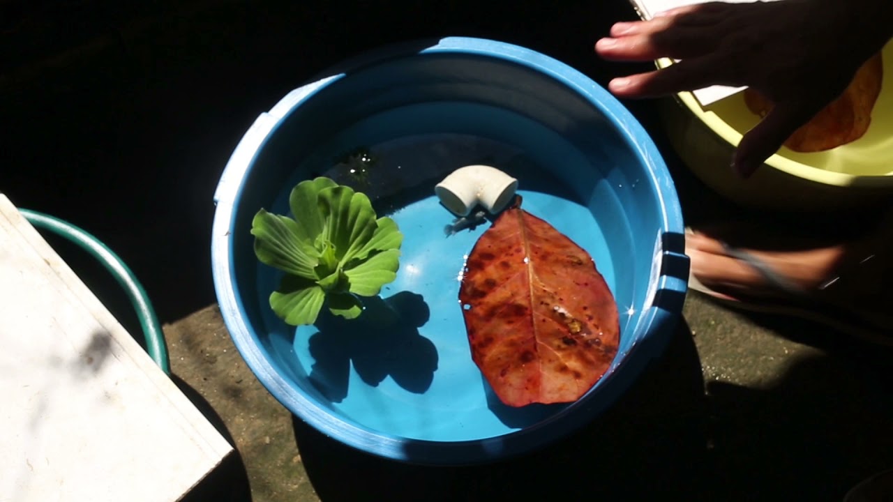 Meu segredo para um rápido crescimento do meus Bettas