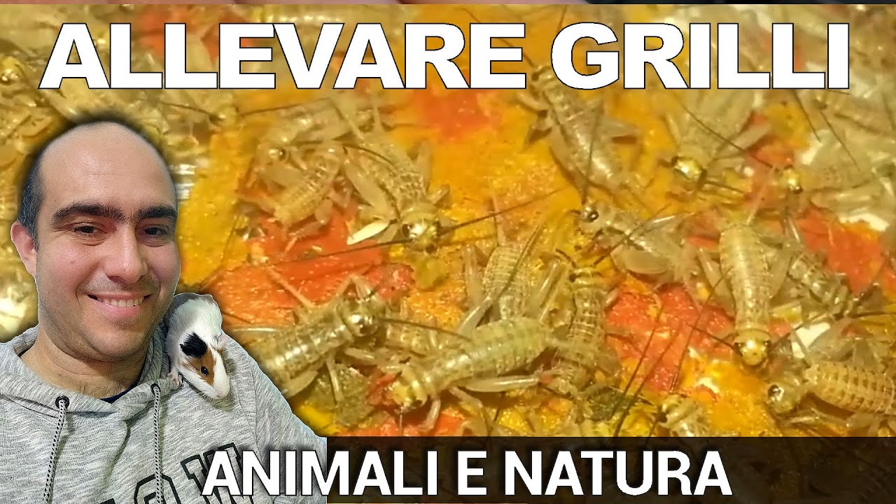 Come allevare i grilli: cibo vivo per rettili, Acheta domestica sono semplici da allevare