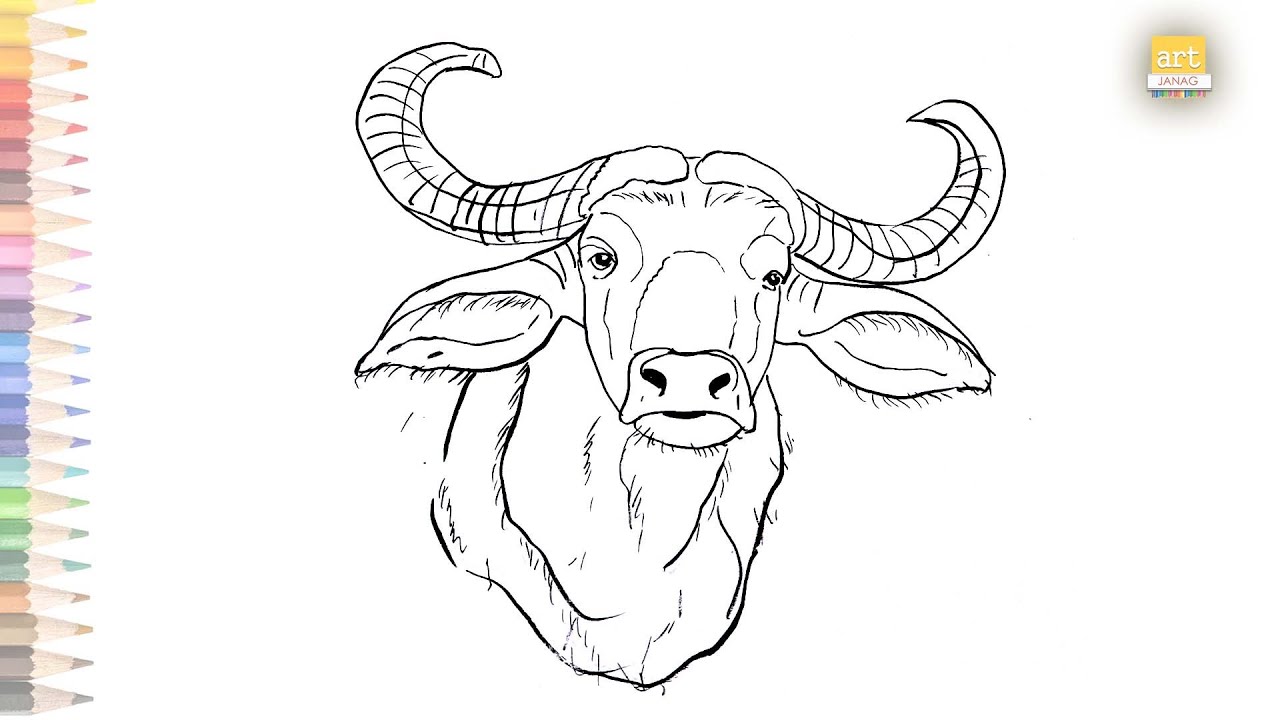 Italian Water Buffalo drawing easy | How to draw Italian Water Buffalo face step by step