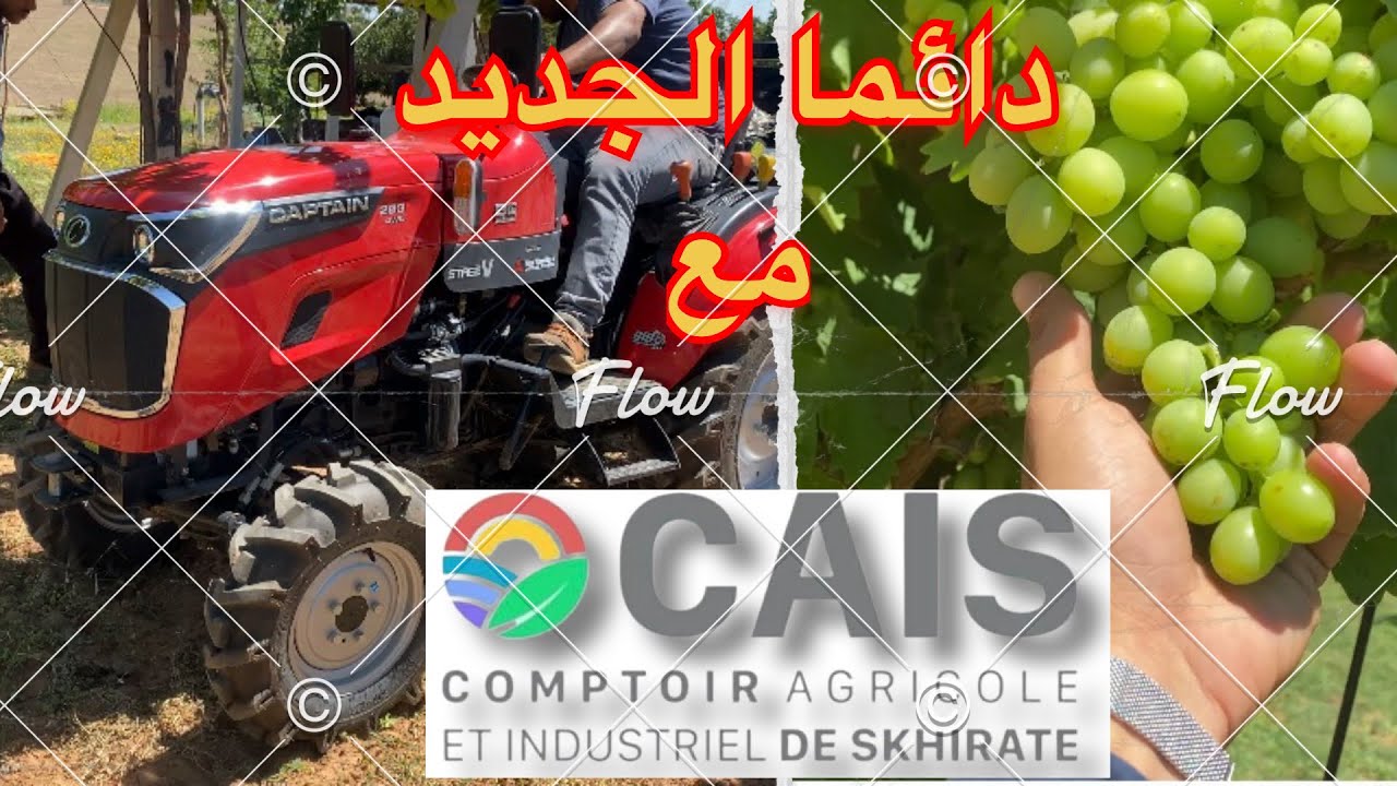تراكتور  كابتن 263 لي حير جميع الفلاحة ، صغير و المفعول كبير 😱😱🚨🚨🚨