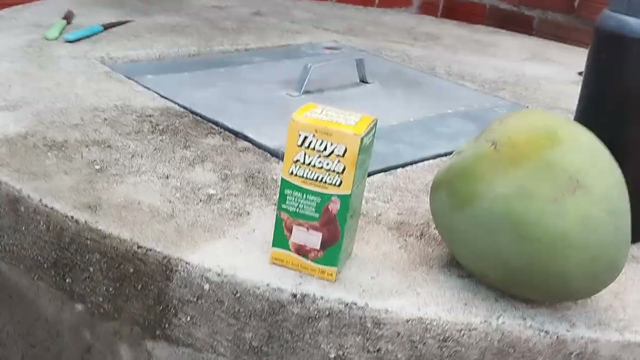 Como está a criação de galinhas caipira 🐔🐤🐓