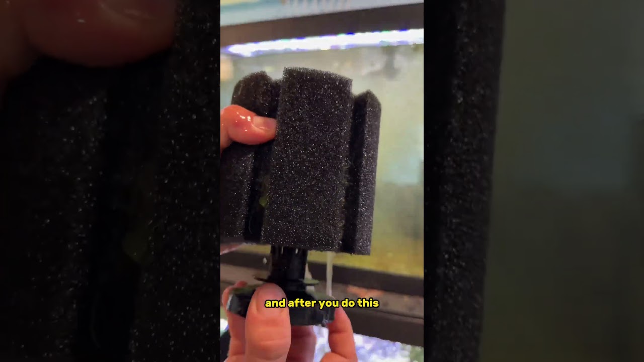 I found a weird worm in my aquarium