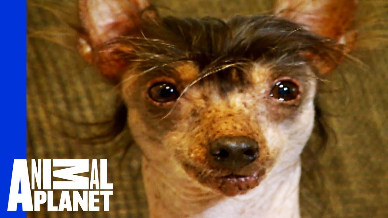 The World's Ugliest, Most Loveable Dogs!