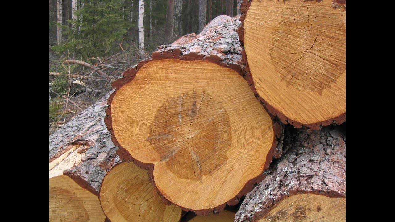 Metsolan Metsäkoulu 68, Korjuun valvonta
