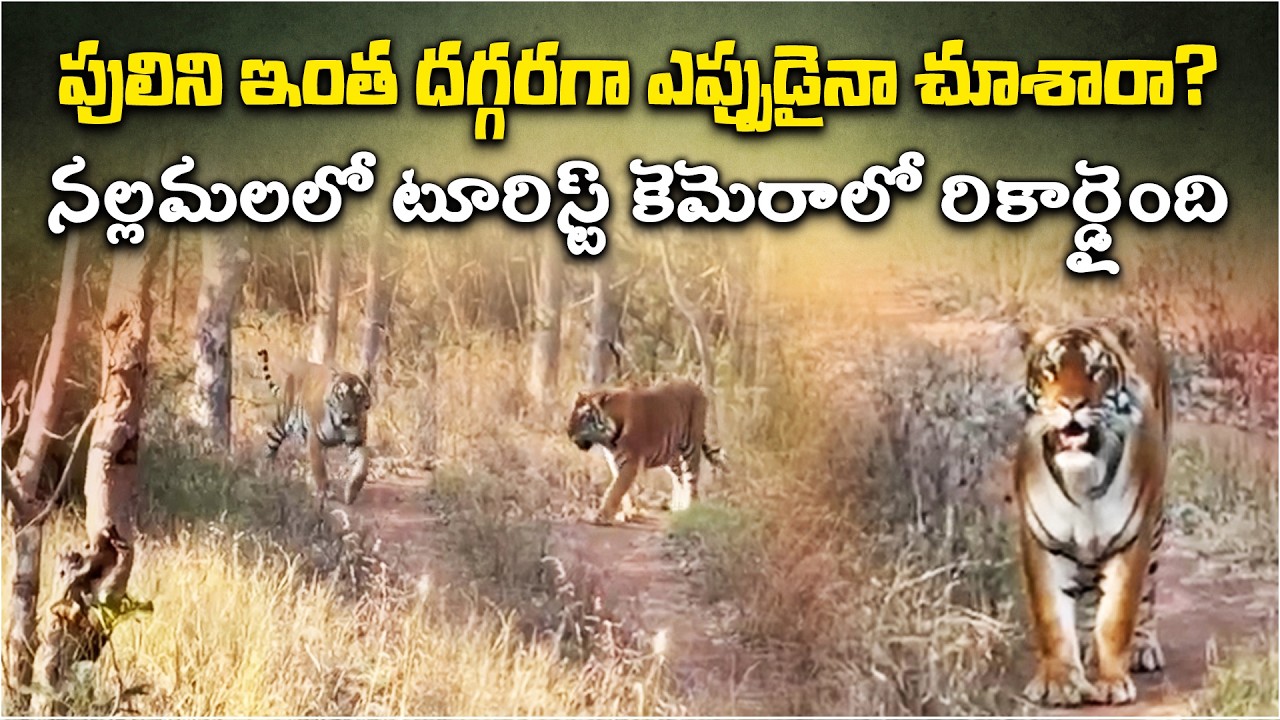 Rare Tiger Sighting at Amrabad Tiger Reserve | Tourists Capture Majestic Moment in Nallamala
