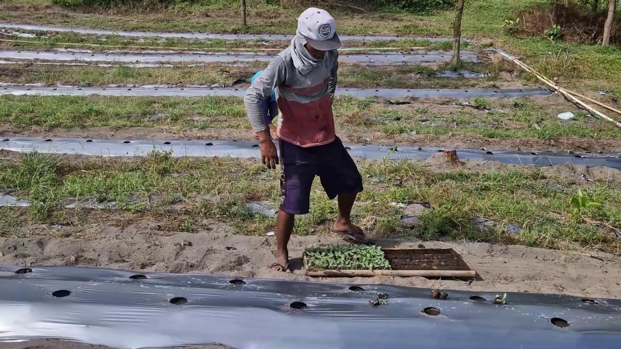 THIS SMART FARMER'S METHOD MAKES SEED SPREADING PERFECT EVERY TIME! -Agriculture Farming