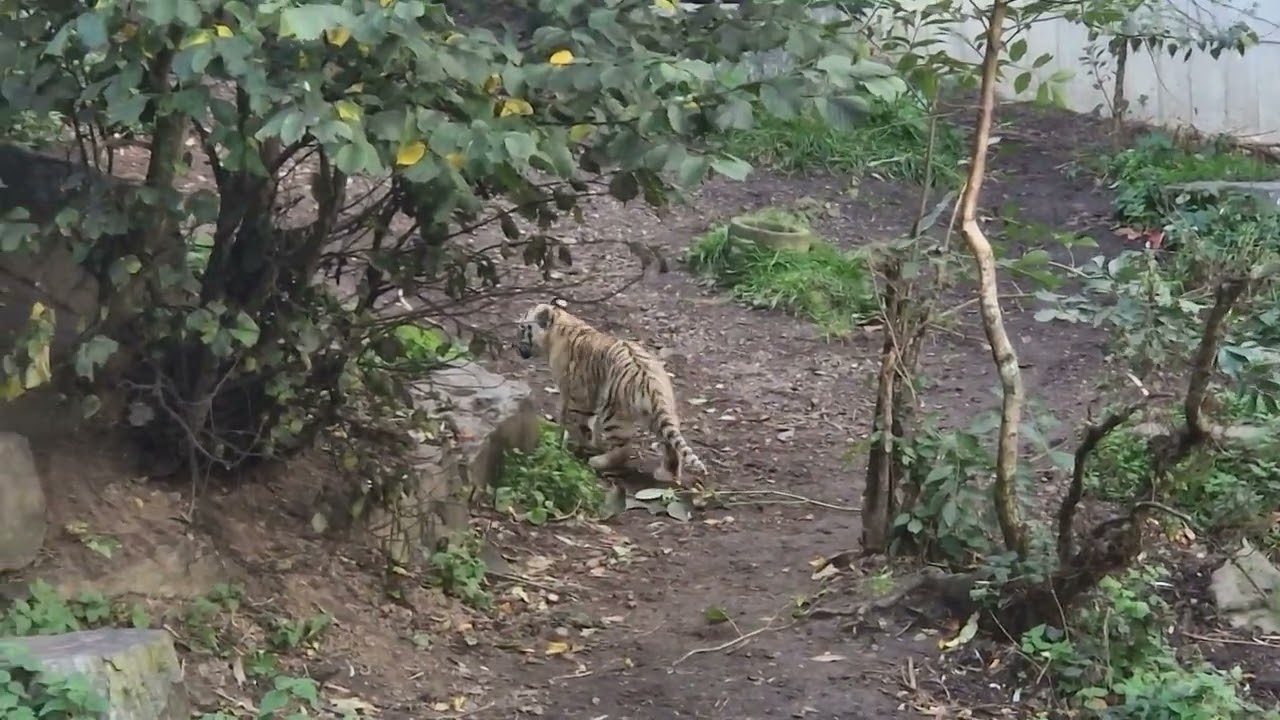 Jeg ser på de mest NUTTEDE tigerunger i zoo og jeg kom helt tæt på dem.