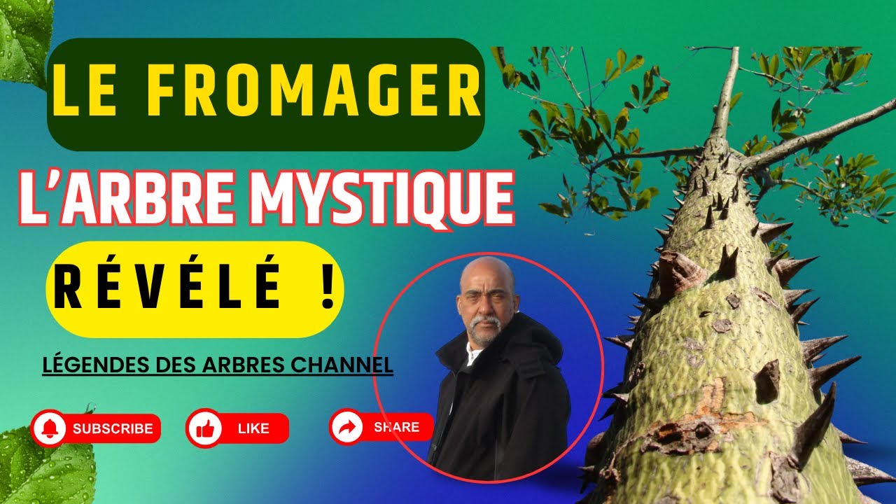 LE FROMAGER : L’ARBRE MYSTIQUE RÉVÉLÉ ! 🌳✨