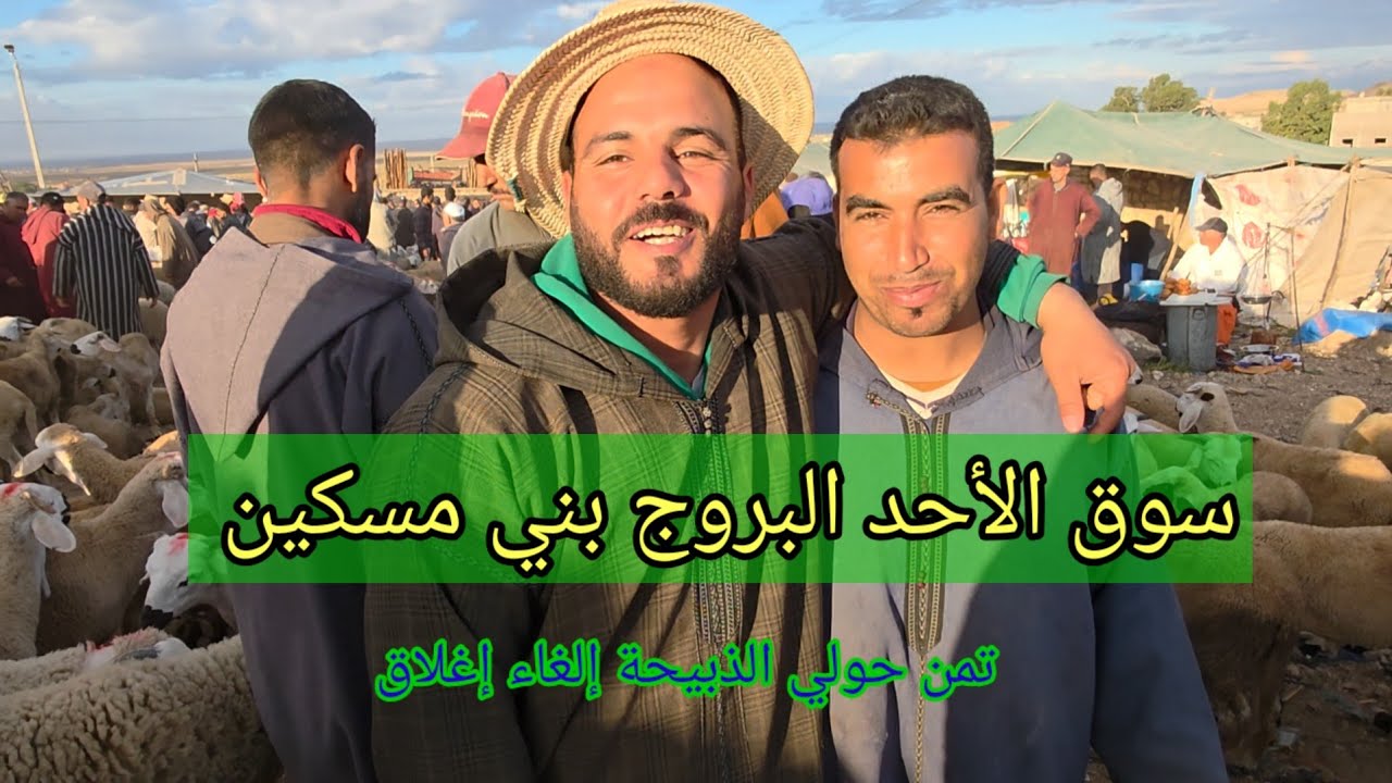 من سوق الأحد البروج بني مسكين بتاريخ 11/5/2025 أجي تشوف تمن حولي الذبيحة والخروف الصغير