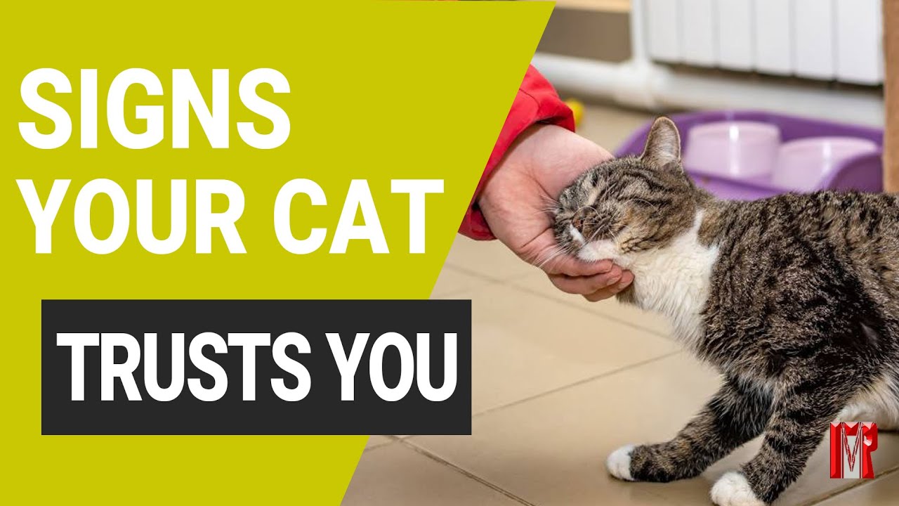 10 signs that your cat trusts you