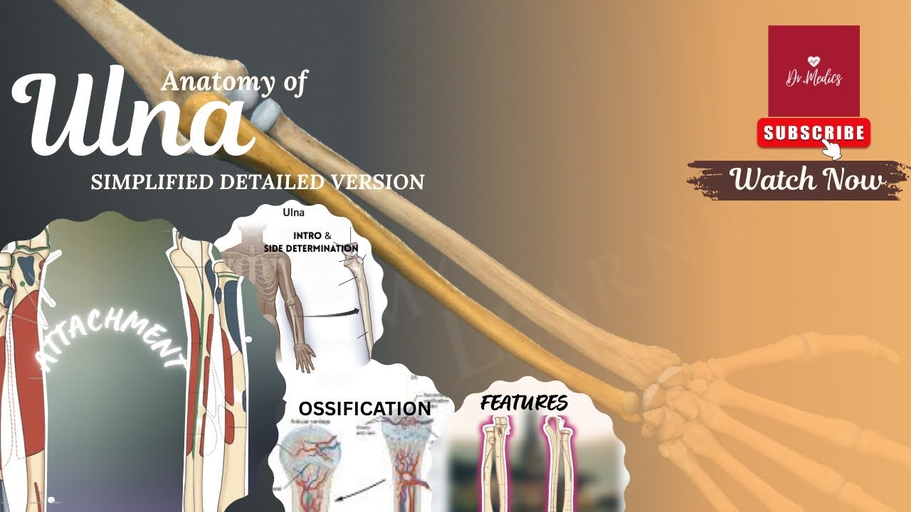 Ulna anatomy/simplified detailed version/bd chaurasiya/explained in tamil/#ulna #ulnaboneanatomy