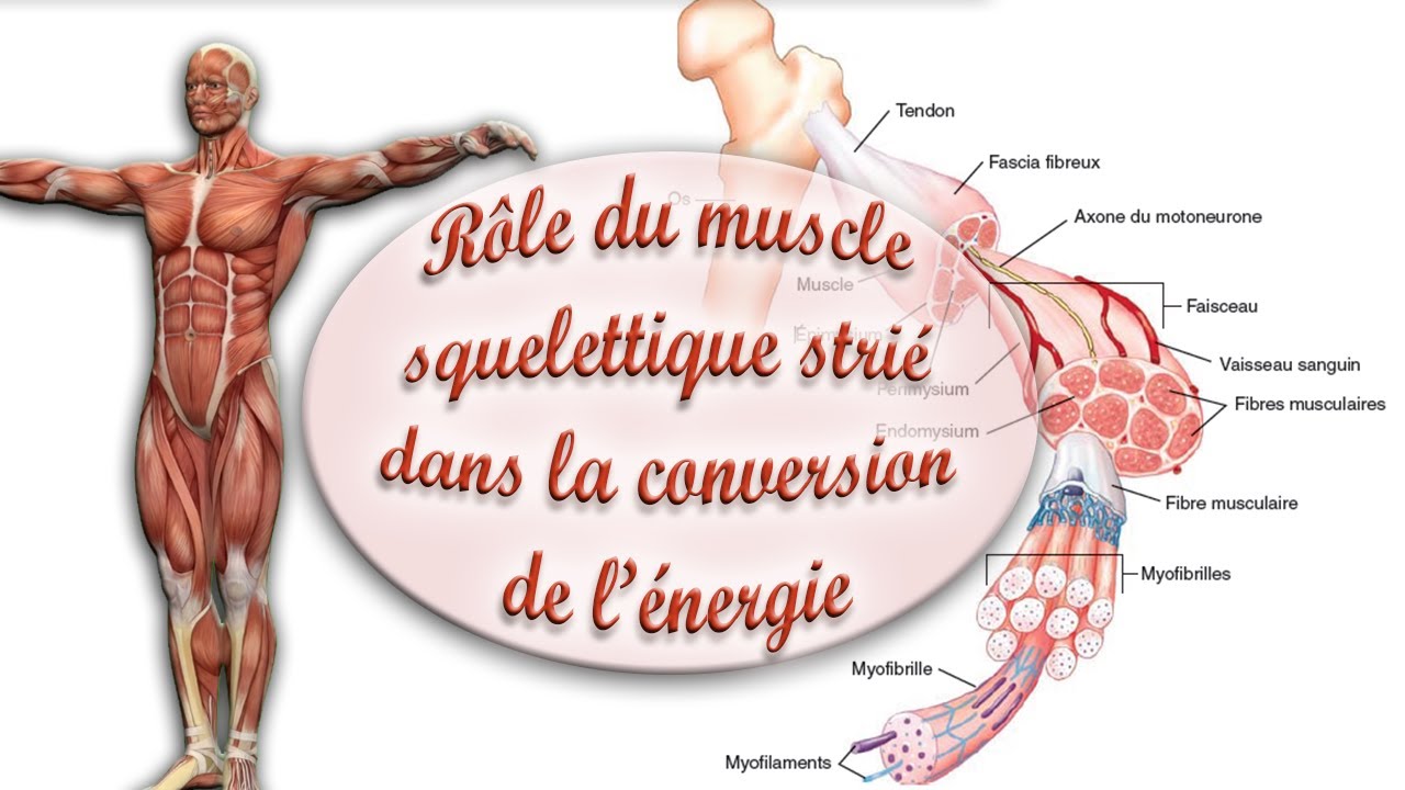Rôle du muscle squelettique strié dans la conversion de l’énergie