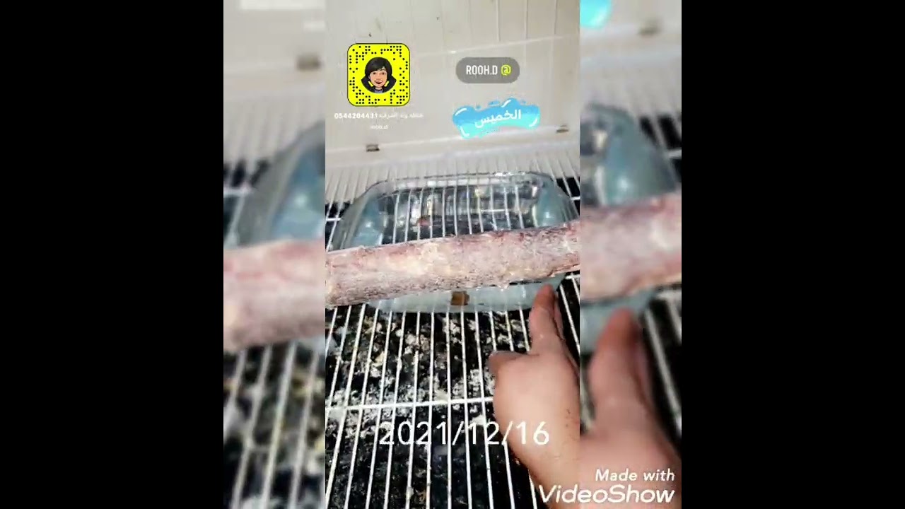 افضل طريقه لانتاج الكاسكو بعد استخدام خلطه ولد الشرقيه نار وشرار موسم انتاج الكاسكو في ايام الشتاء