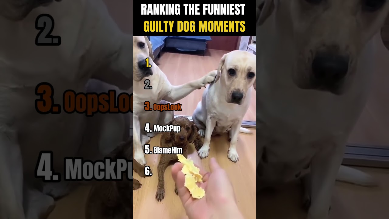 RANKING THE FUNNIEST GUILTY DOG MOMENTS! 🐶😂