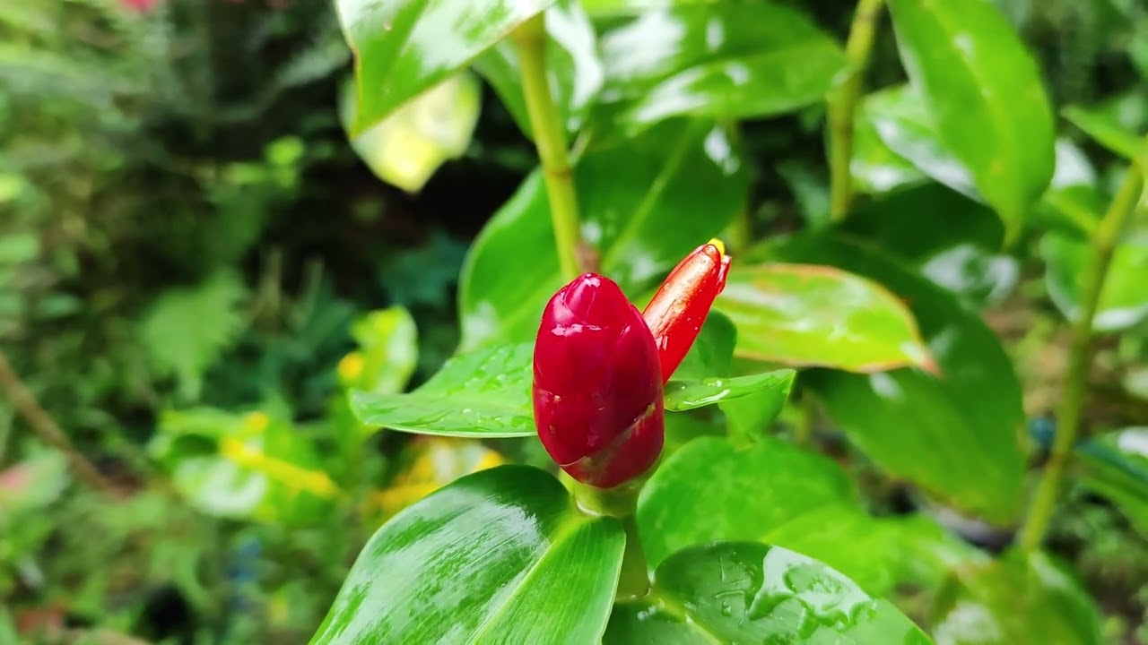 Red Button Ginger / Costus Woodsonii Plants / Full care