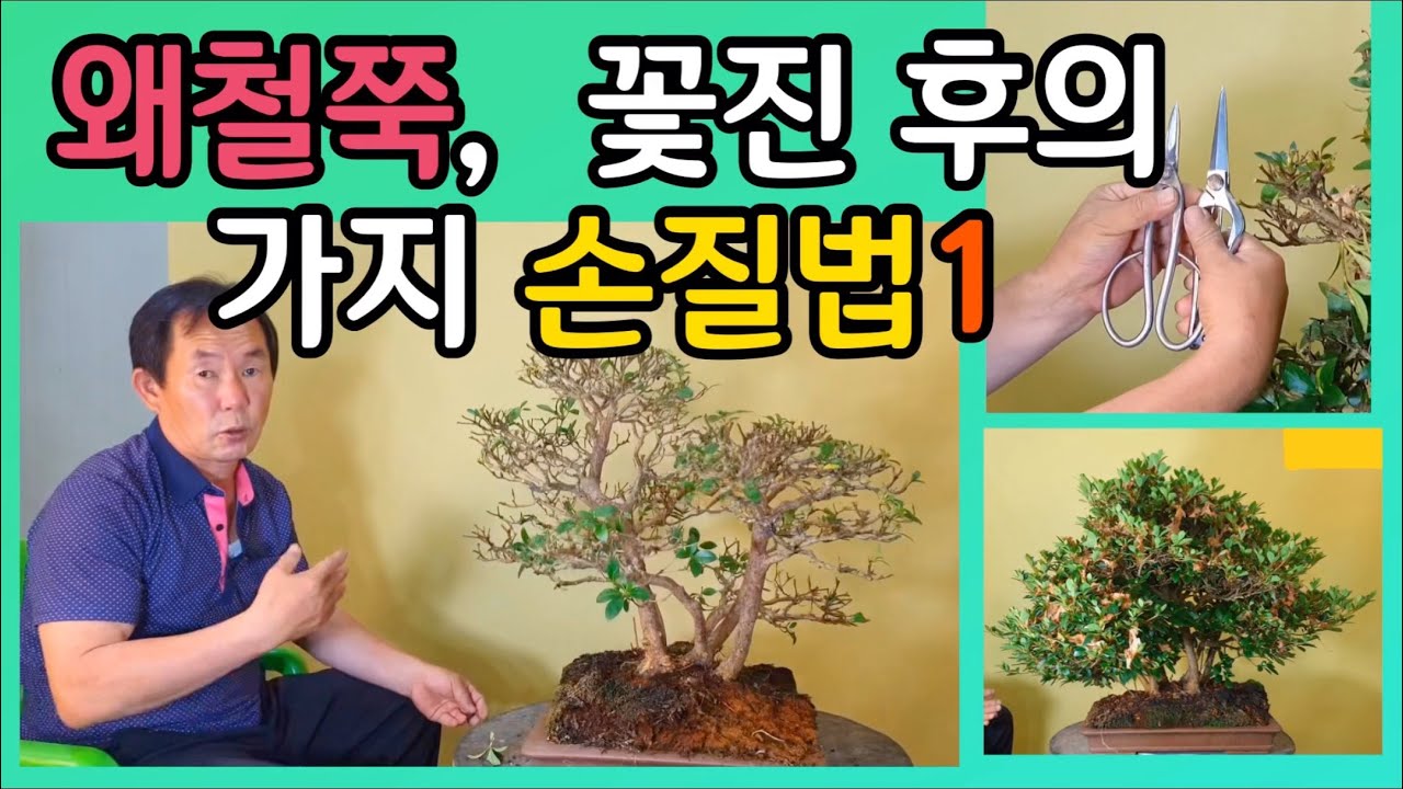 분재관리 109강 왜철쭉,  꽃진 후의 가지 손질법1