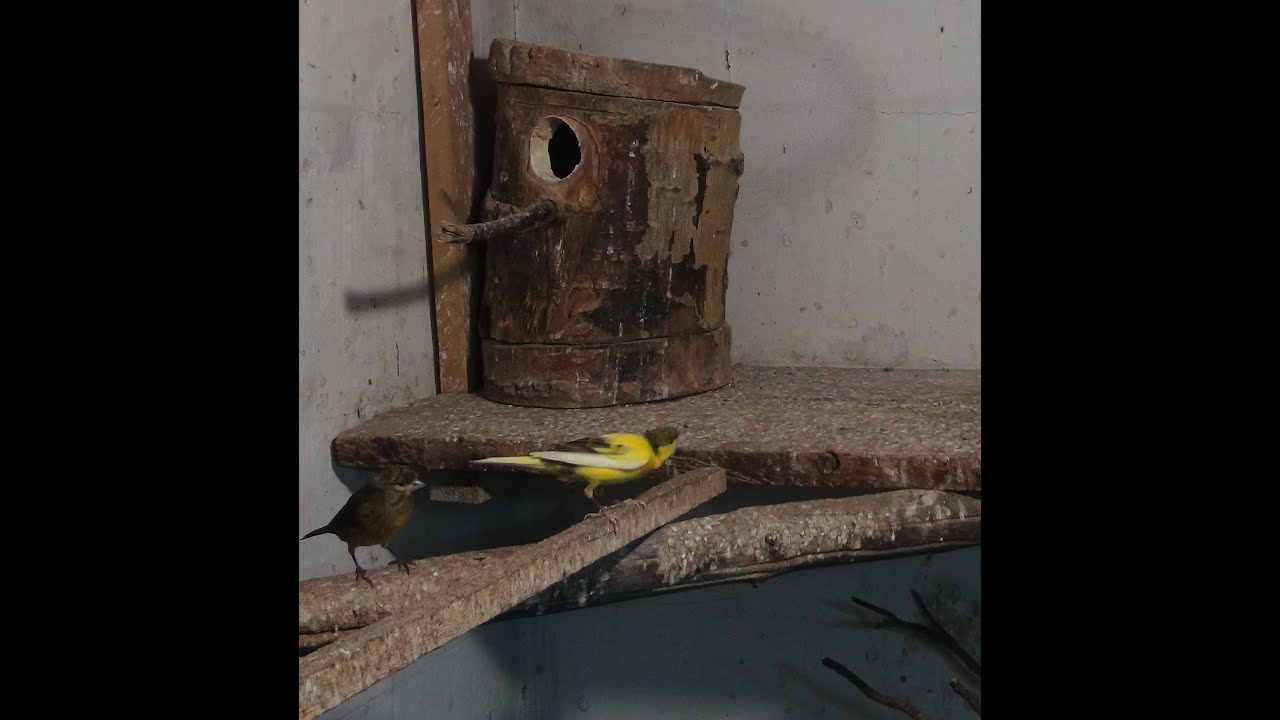Попугаи, Канарейки, Гибриды.