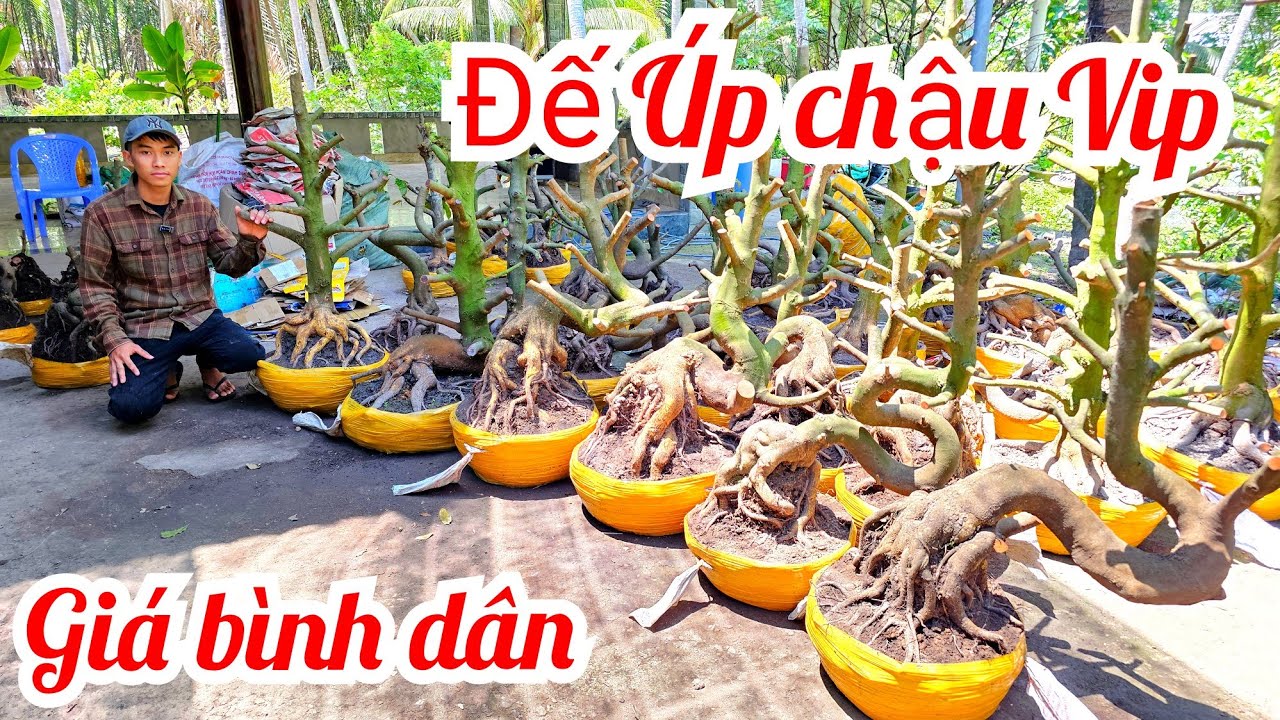 An 📲 0339939629 phôi mai vàng đế đẹp giá rẻ 18/3 Chợ Gạo (@MaivàngQuêdừa)
