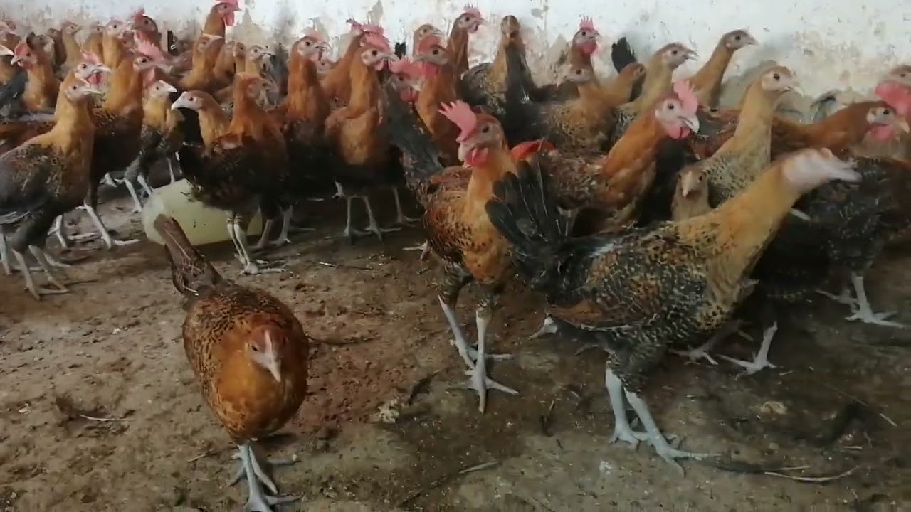 سلام وعليكم الاخوان متوفيرفلوس فيومي ذهبي للبيع بإذن الله الهاتف 0700750056 لمدينة سيدي سلمان الغرب 