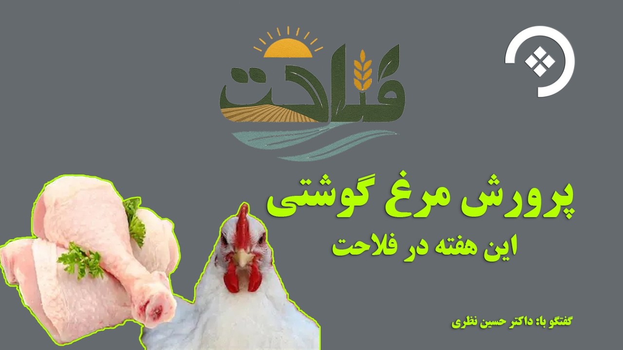 بررسی وضعیت مرغداری در هرات، در گفتگوی ویژه با داکتر حسین نظری در برنامه «فلاحت».