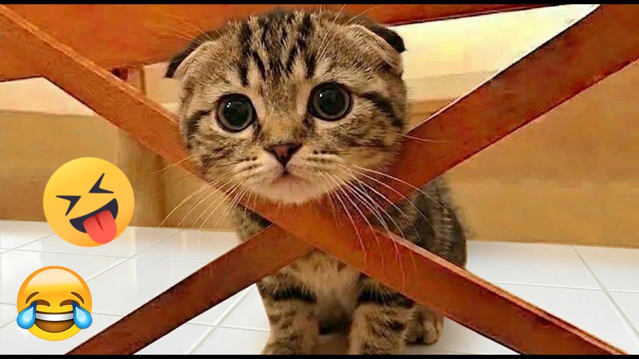 You Laugh You Lose 😝 Funniest Cats and Dogs 2026 🐾🖤 Part 25