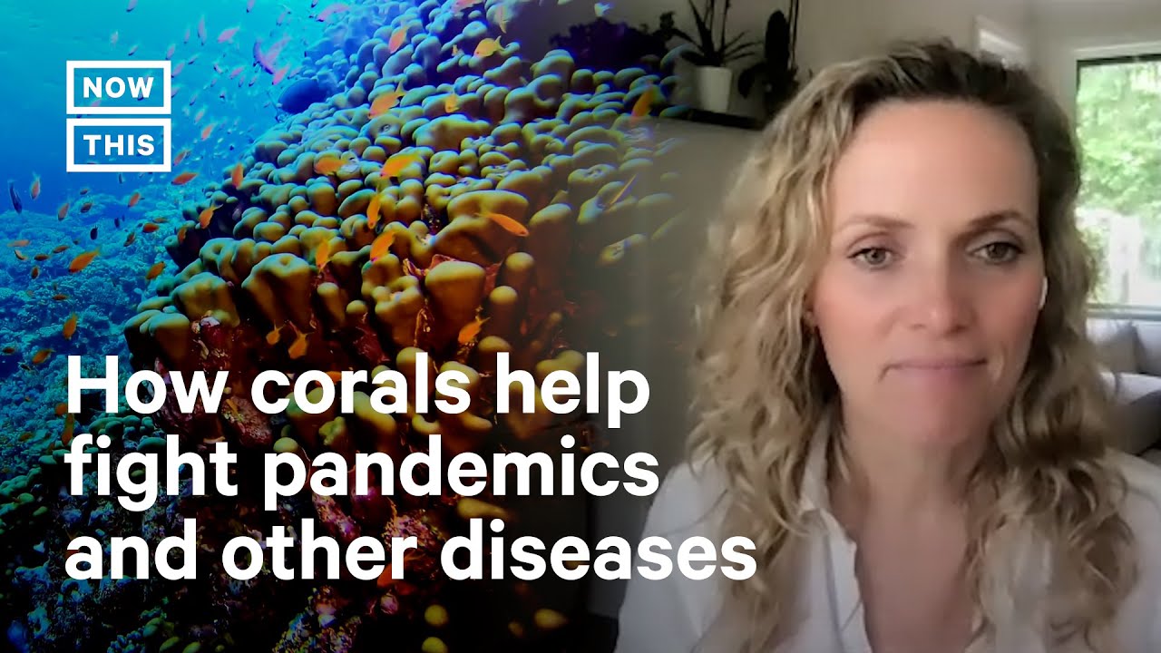 Coral Reefs Could Play a Crucial Role in Medicine