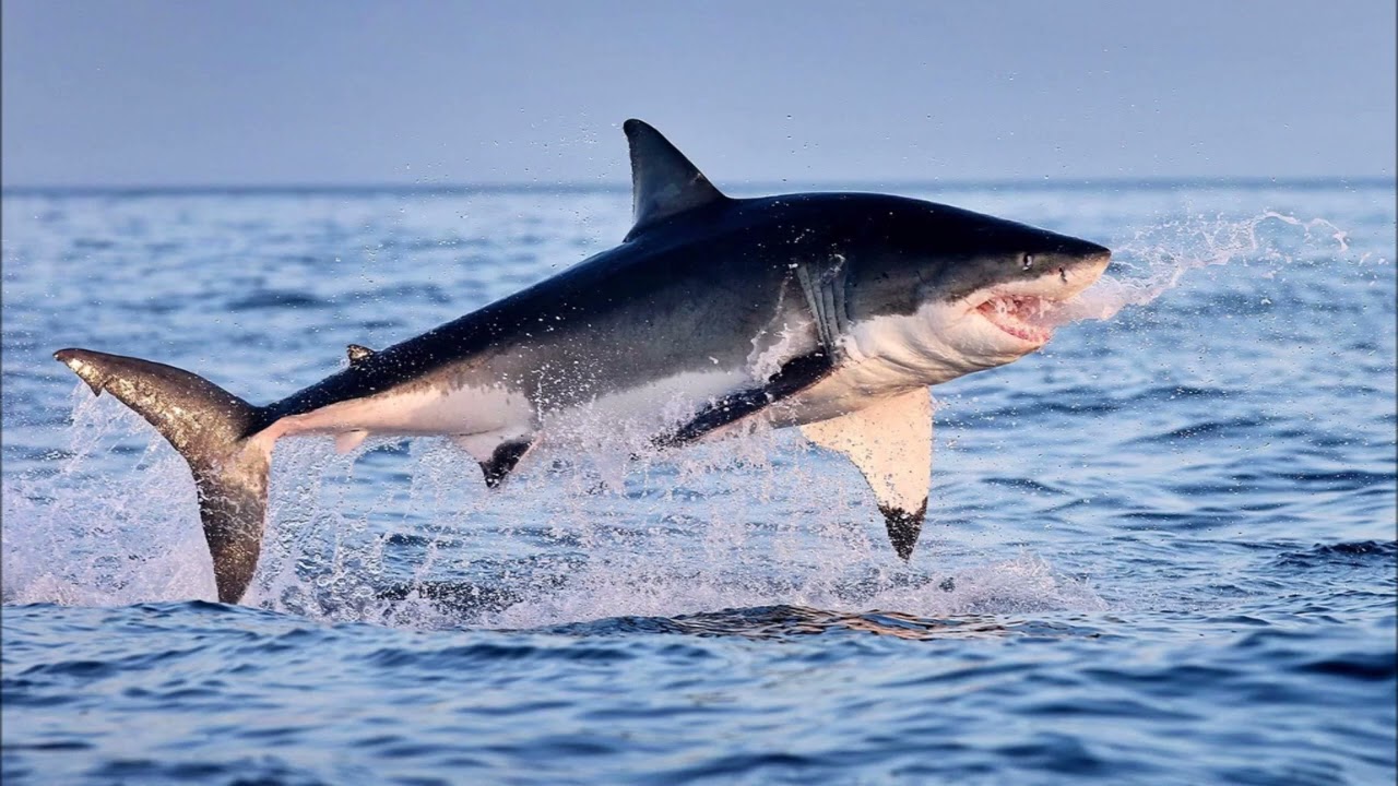 Sharks On Jaws Theme
