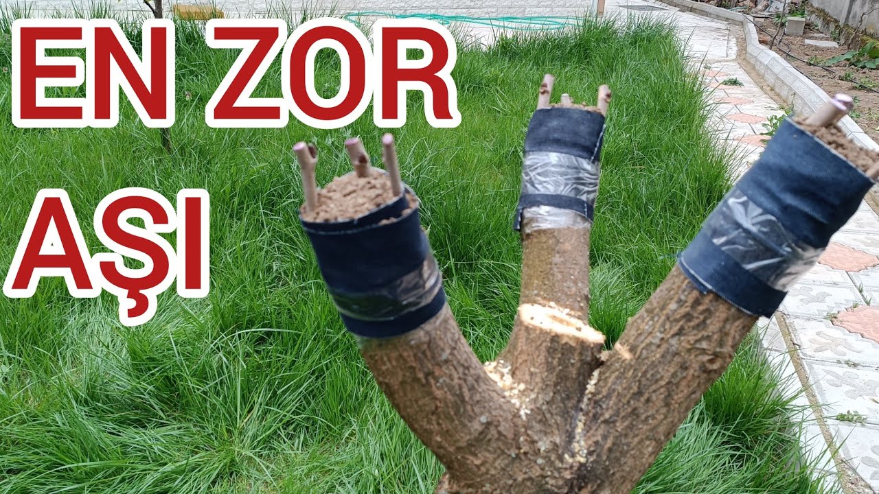 EN ZOR TUTAN AŞI.                                  EKŞİ KARA ( URMU DUT ) NASIL AŞILANIR