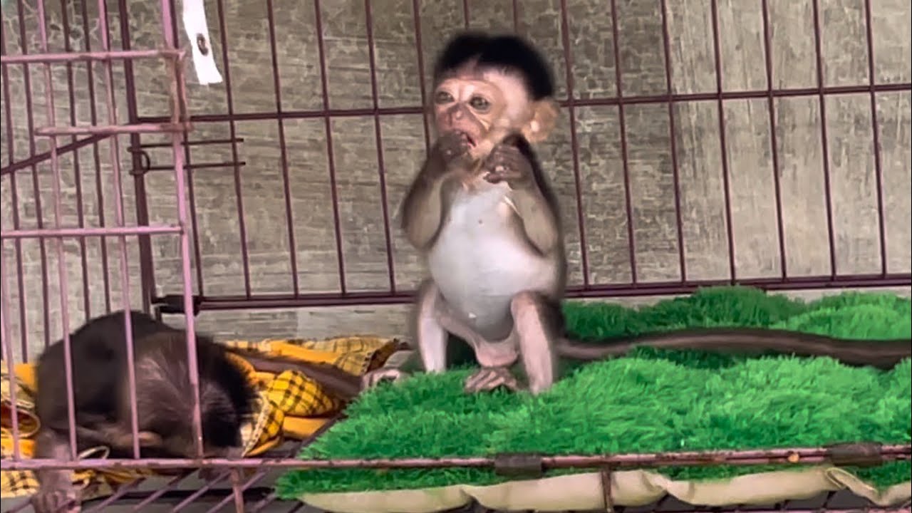 Wini wants to socialize with the big monkey because Wili only sleeps
