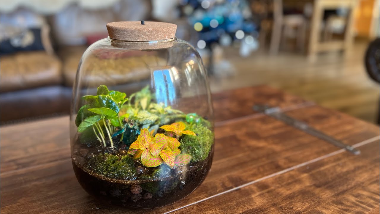 Sealed Terrarium Kits Unboxing 🌿 From @urbanjngl 