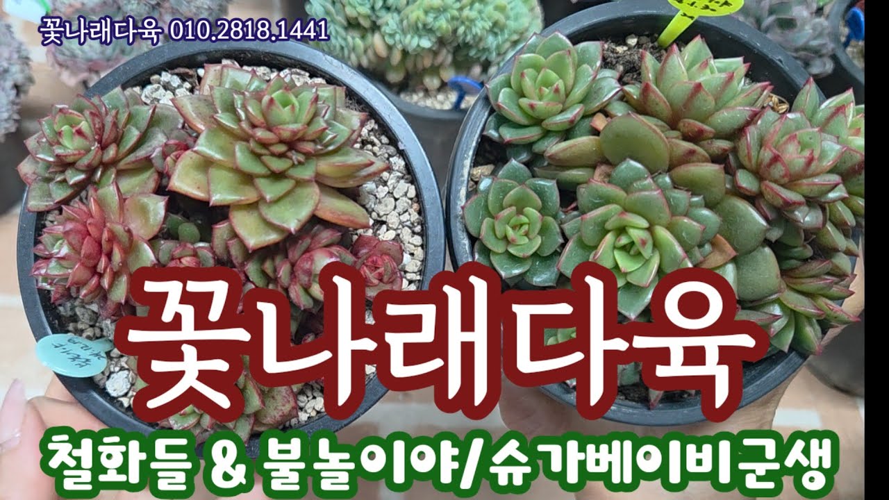 예쁜 철화들 언박싱해요 💕 올 여름에 잘 관리해서 건강하게 키워보려고요 ~💕꽃나래다육 010.2818.1441 
