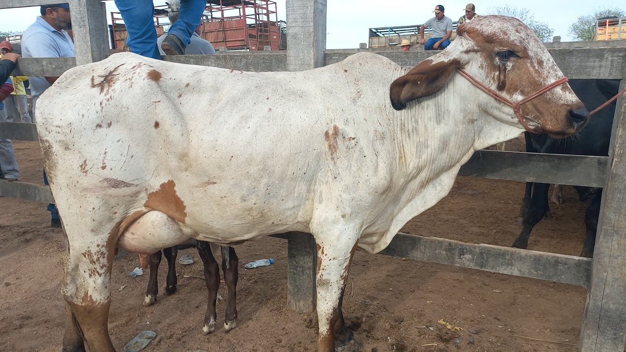 Feira de vaca de leite em Dois Riachos Alagoas 18/02/26#nordeste