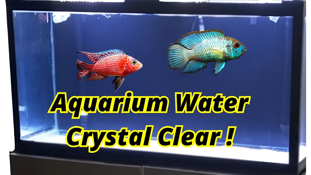 Aquarium Water Crystal Clear | Clear Cloudy Fish Tank Naturally | urdu