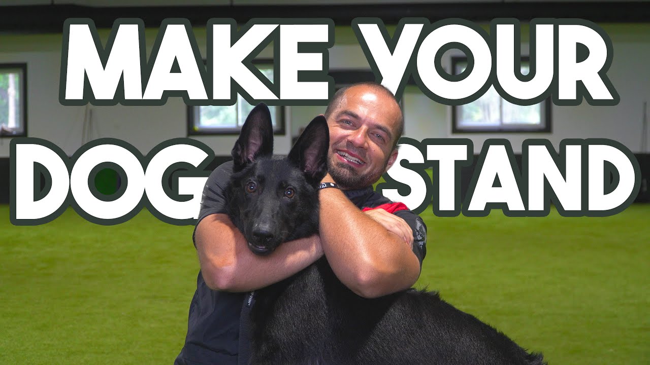 Train your Puppy to STAND tutorial