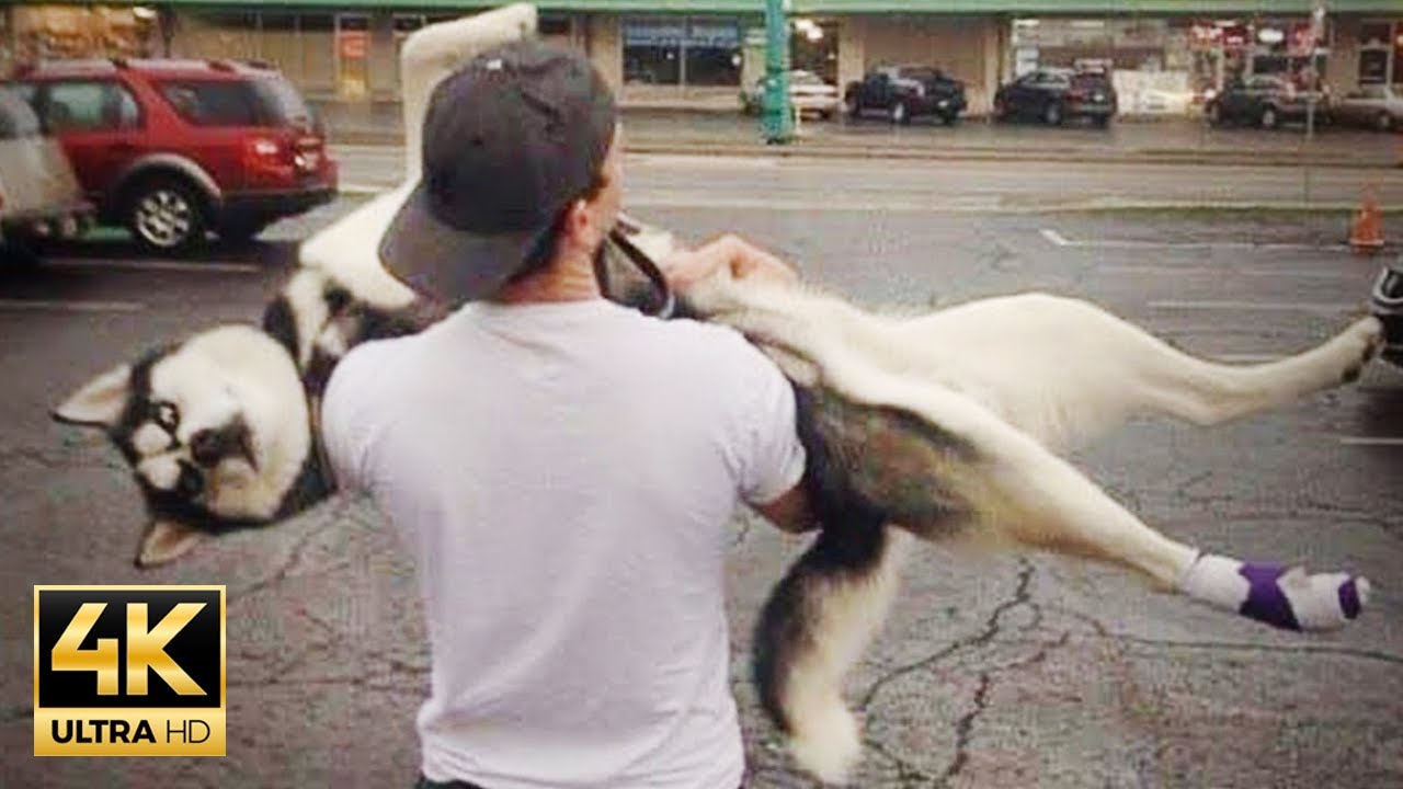 No Words Needed! These Husky are taking DRAMATIC to the Max in the Funniest Way 🤣 Funny Dog Videos