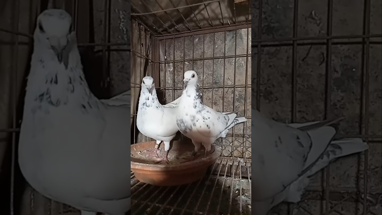 White Grizzle #pigeon #kabootar #trending #youtube #short