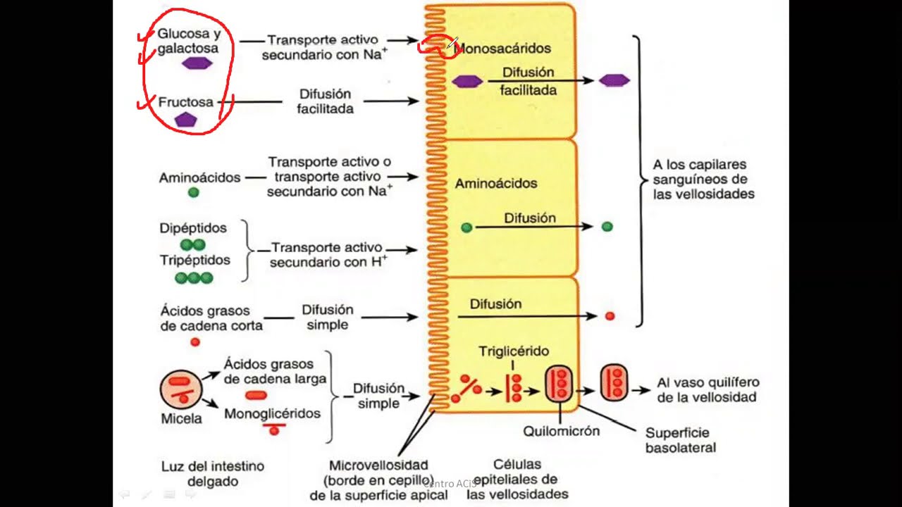 Bioquímica - Digestión y absorción de carbohidratos -