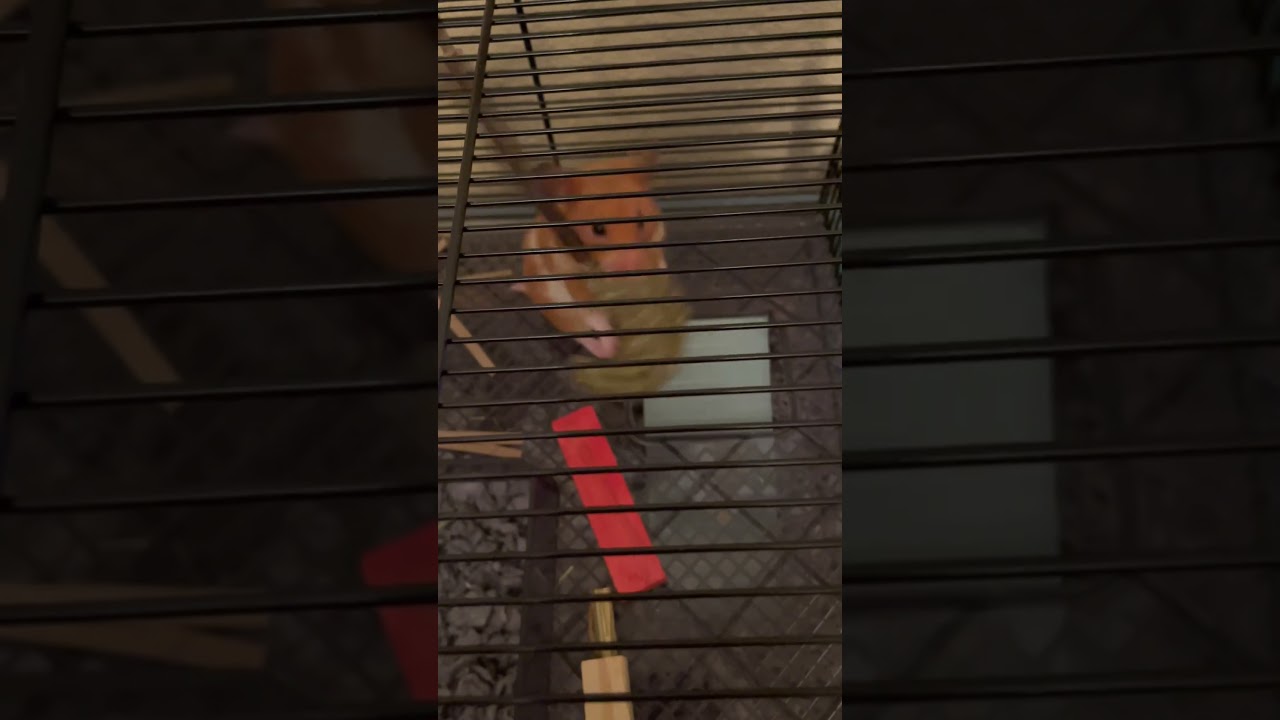 Strong Hamster Part 3 #shorts #pets #hamsters #funny #strong #hamstertoys