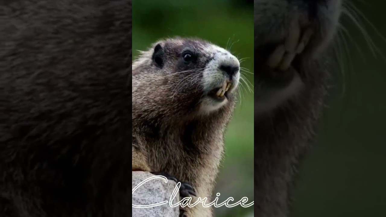 🐿📢  CLARICE