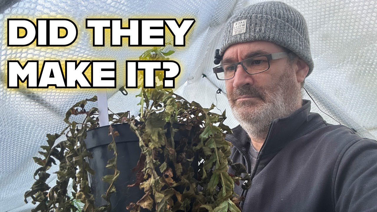 The January Greenhouse: Overwintering and Propagating Tropical Plants
