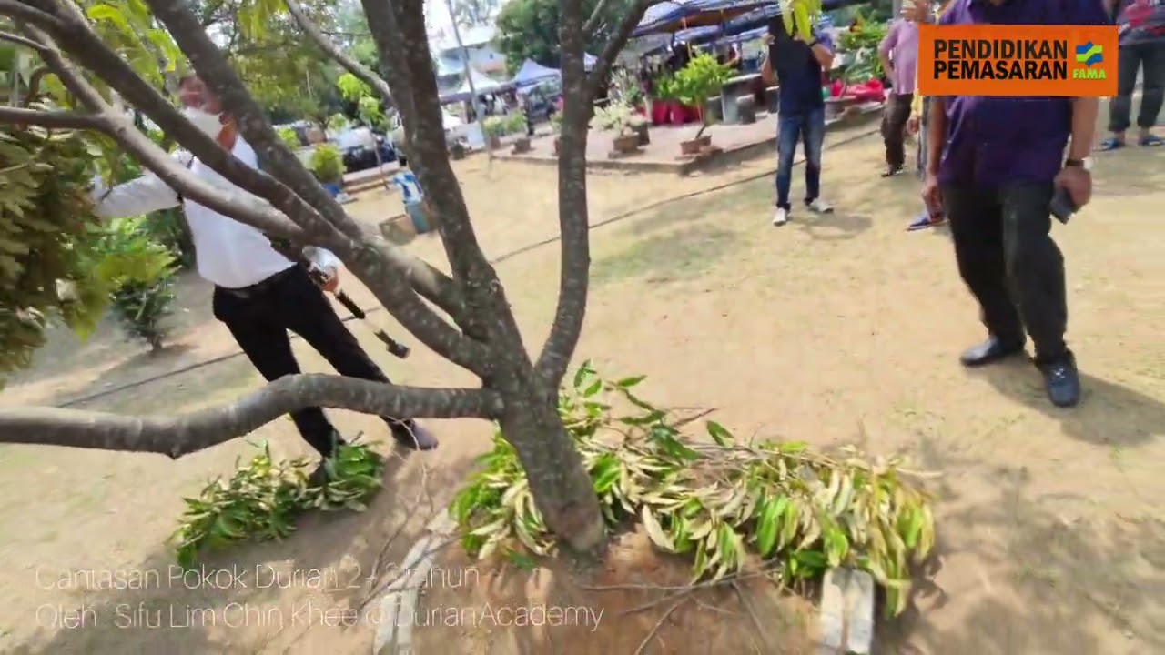SEBAB POKOK DURIAN TIDAK BERBUAH