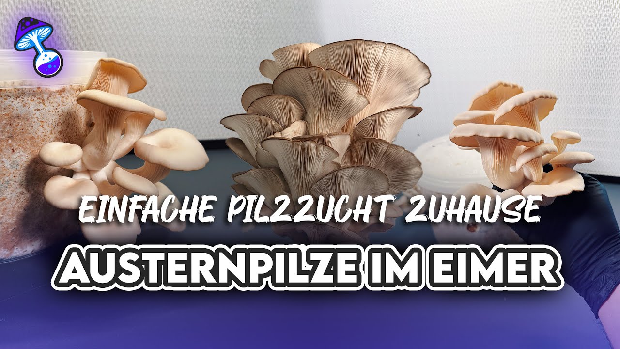 Austernpilze selber züchten im Eimer 🍄 | Einfache Anleitung für Anfänger